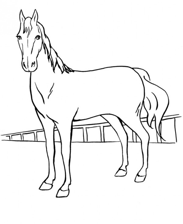 Σκίτσο Ζωγραφικής: Άλογο 2 | e-selides.gr, Εκπαιδευτικό Υλικό